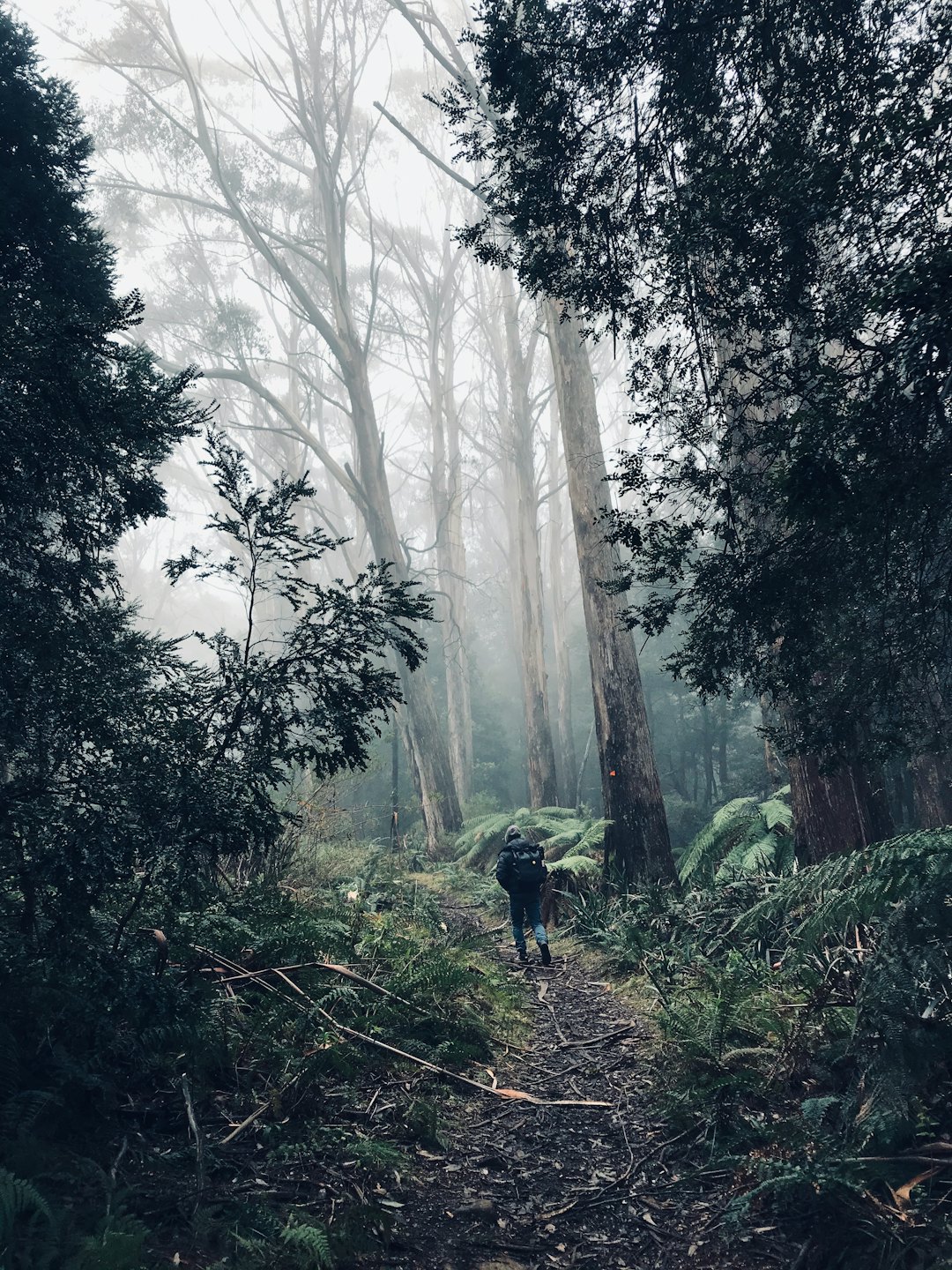 Wanderer mit Rucksack geht auf einem Waldweg.