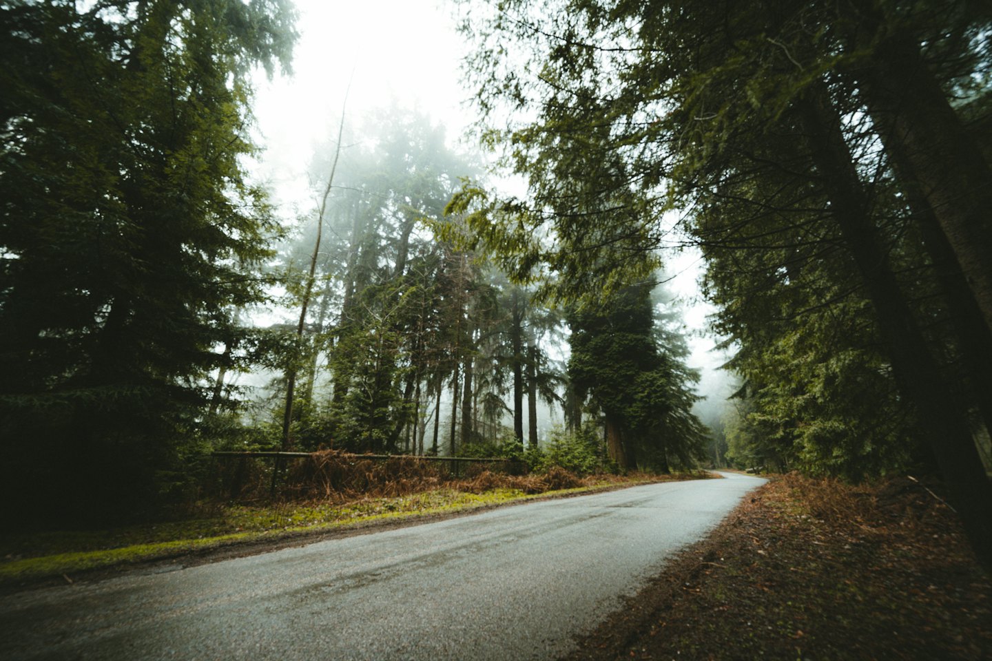 Kurvige Straße durch nebligen Nadelwald.